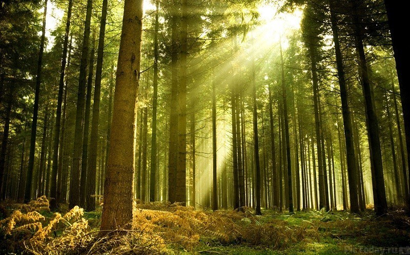 21 марта — Международный день леса