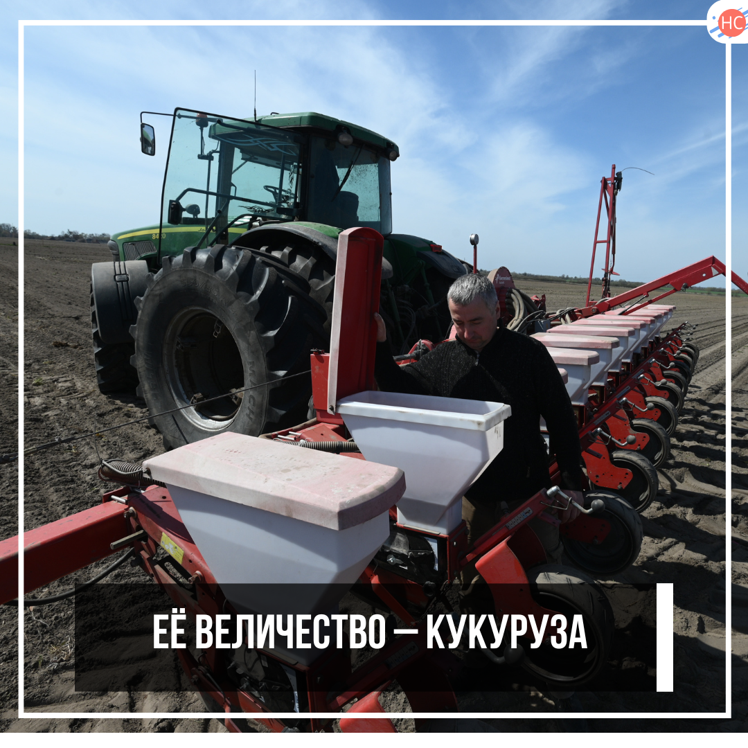 Её Величество – кукуруза
