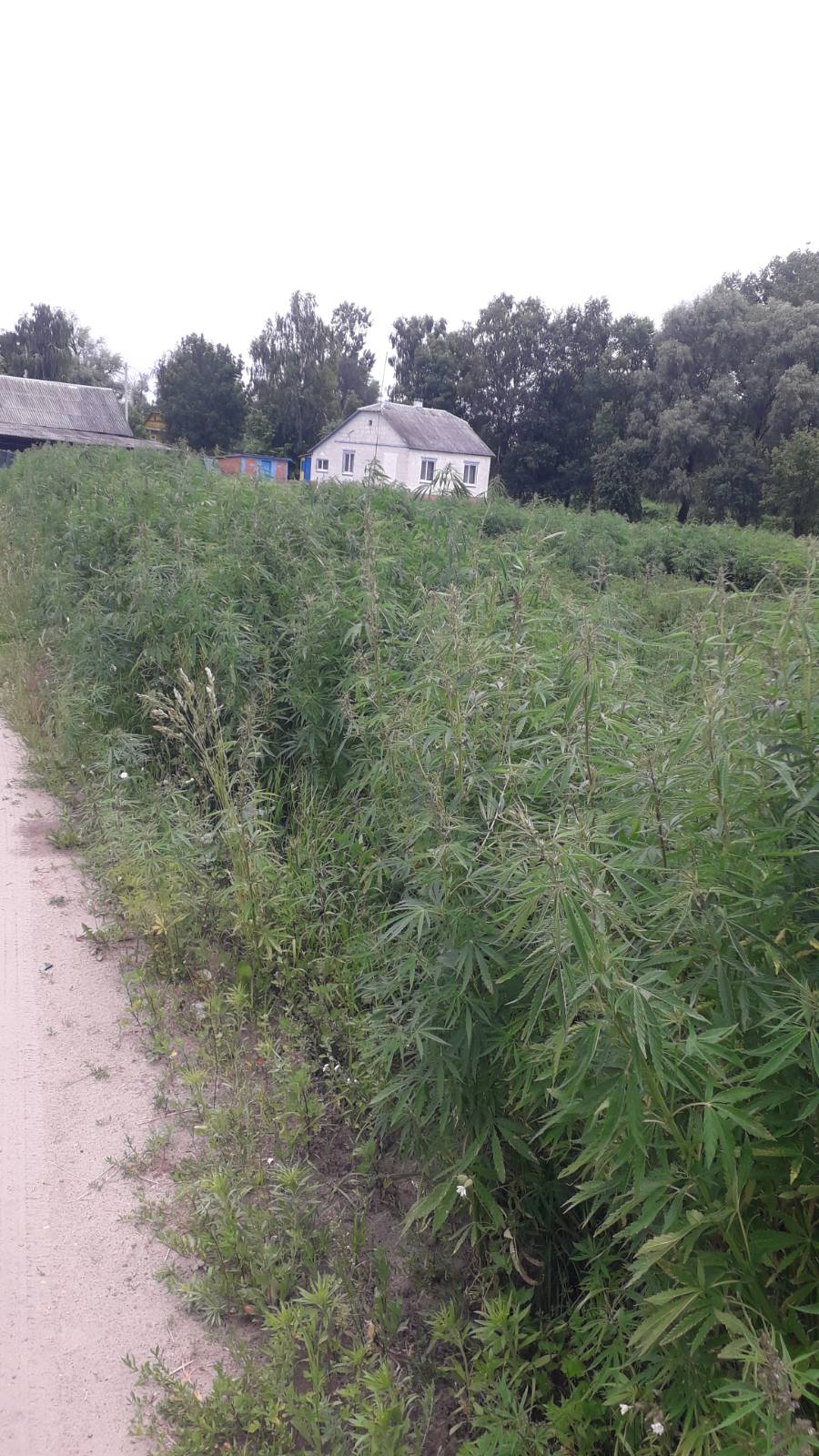 В Столинском районе было уничтожено 1120 кг дикорастущей конопли