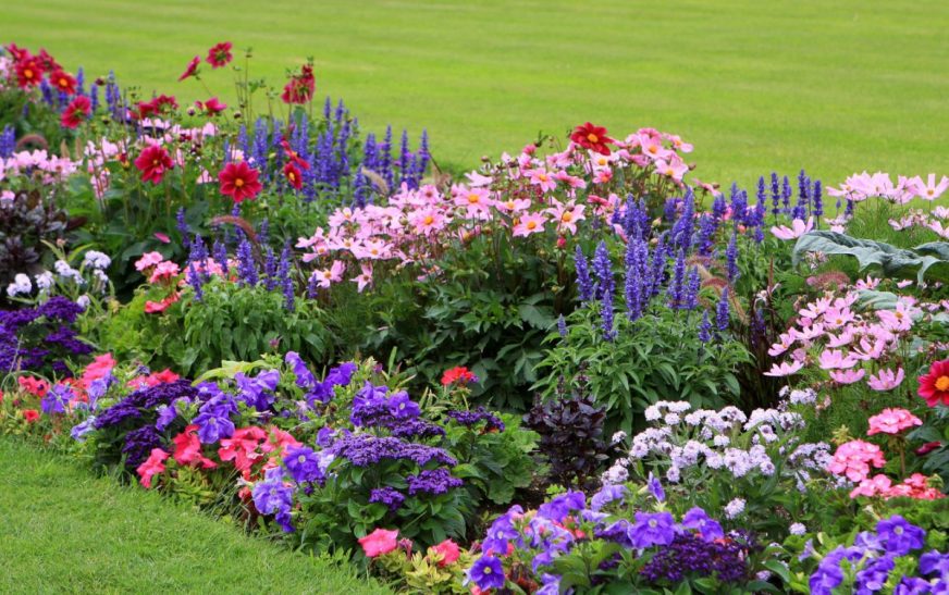 Какие цветы посадить под зиму для ранней весенней феерии