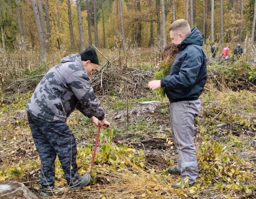 Дай лесу новую жизнь
