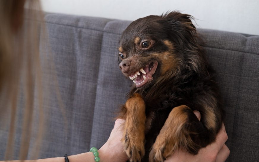 Агрессия у собак: почему домашний питомец стал злым и как это исправить