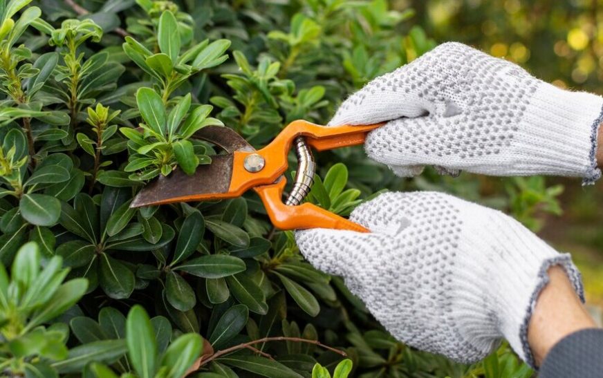 Подготовка сада к зиме: осенние работы, укрытие растений, борьба с грызунами