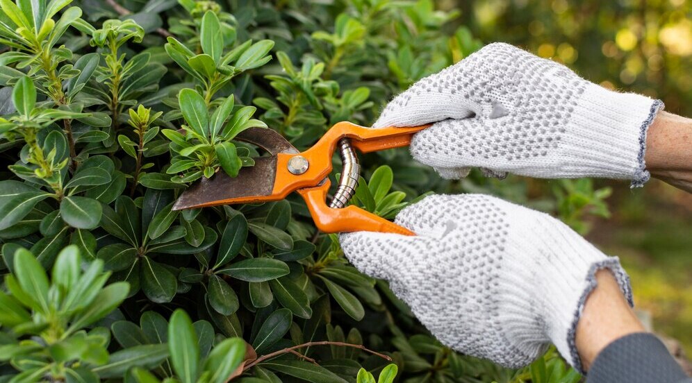 Подготовка сада к зиме: осенние работы, укрытие растений, борьба с грызунами