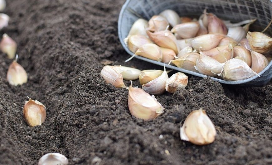 Посадка чеснока! сроки, лунный календарь, правила ухода