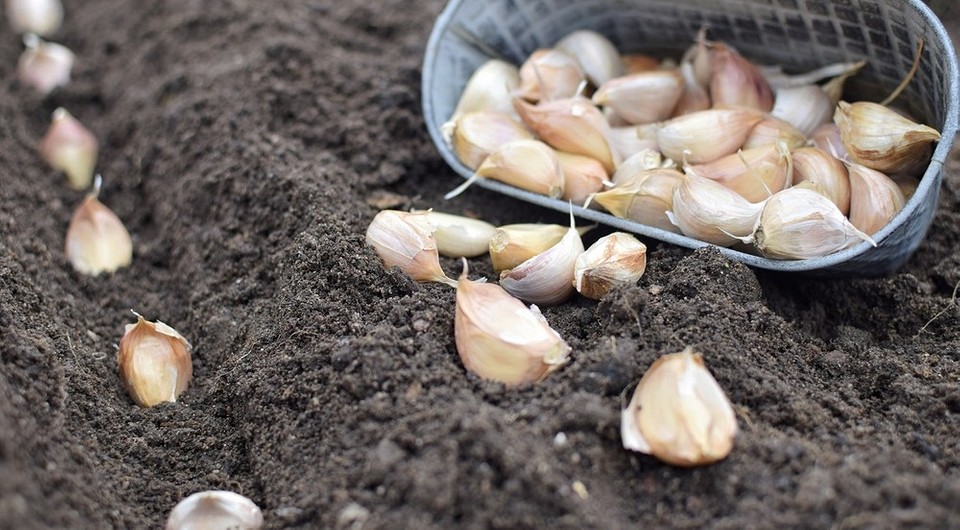 Посадка чеснока! сроки, лунный календарь, правила ухода