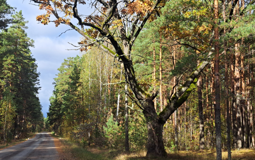 Маўклівы сведка