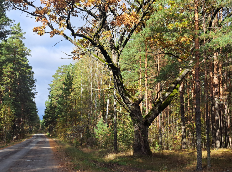 Маўклівы сведка