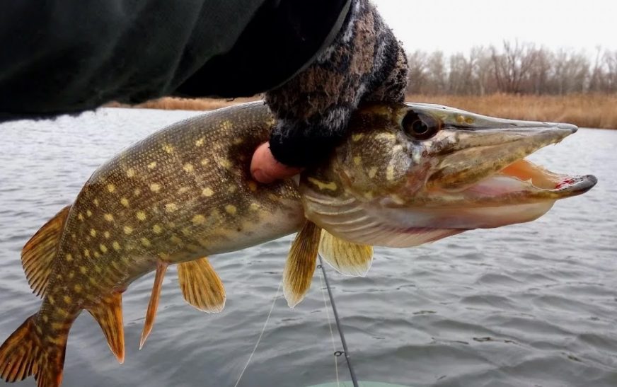Щука в ноябре: секреты трофейной ловли в предзимье