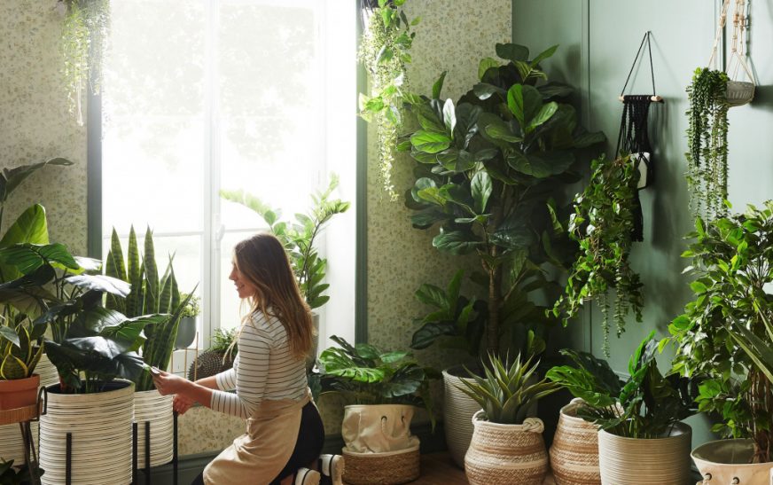 7 веских причин окружить себя живыми цветами в комнате