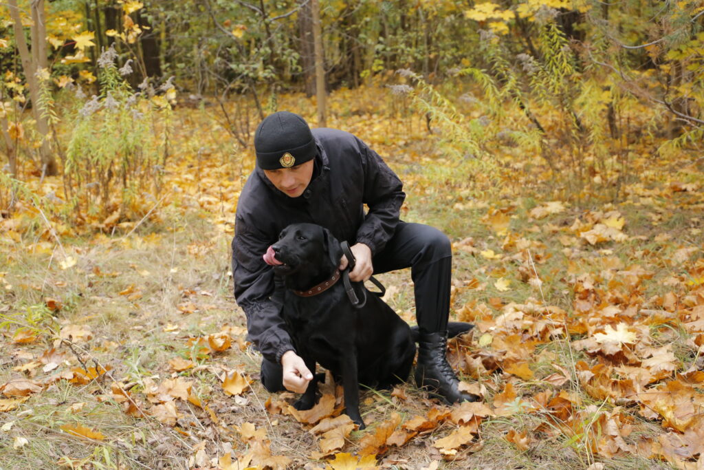 Лабрадора из Беларуси номинировали на международную премию «Лохматый Оскар»