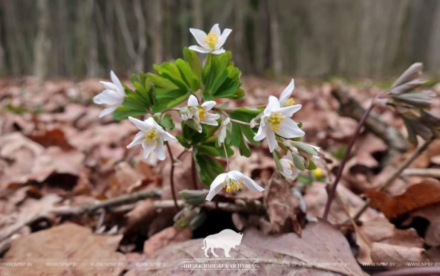 В Беловежской пуще в декабре распустились первоцветы