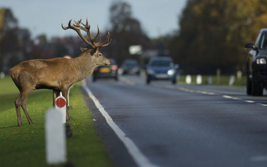 Дикие животные – опасность на дороге!