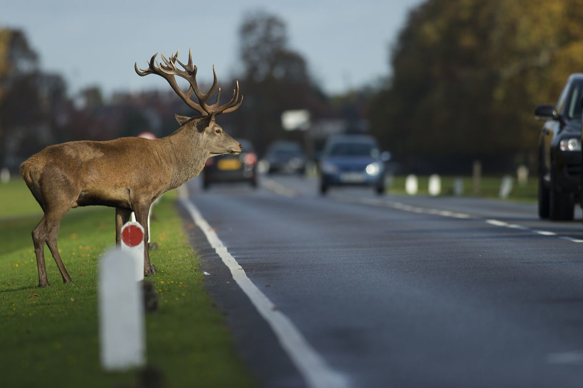Дикие животные – опасность на дороге!
