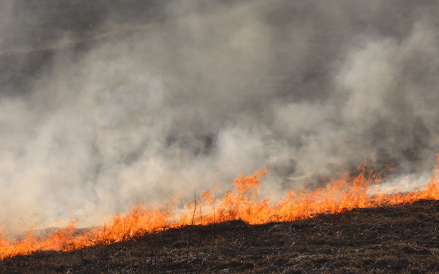 В Польше ужесточают наказание за сжигание травы и разведение костров, штрафы вырастут в 6 раз 