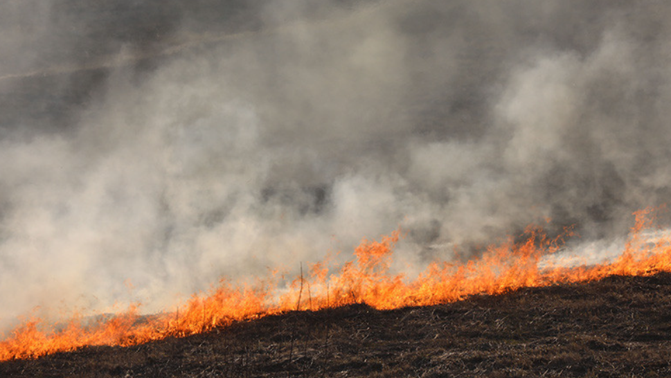 В Польше ужесточают наказание за сжигание травы и разведение костров, штрафы вырастут в 6 раз 