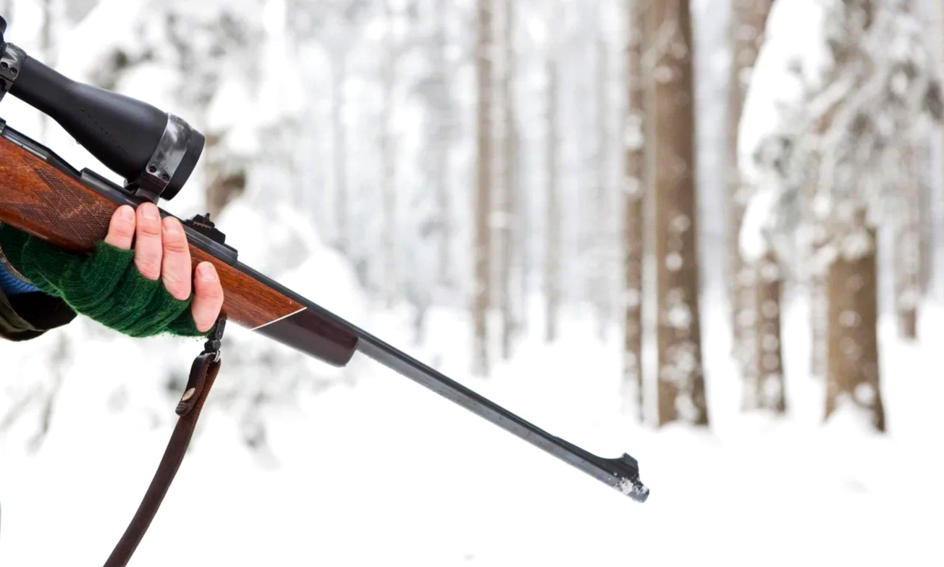 Штраф до 1350 рублей. С 25 января в Беларуси запретили охоту на этих животных