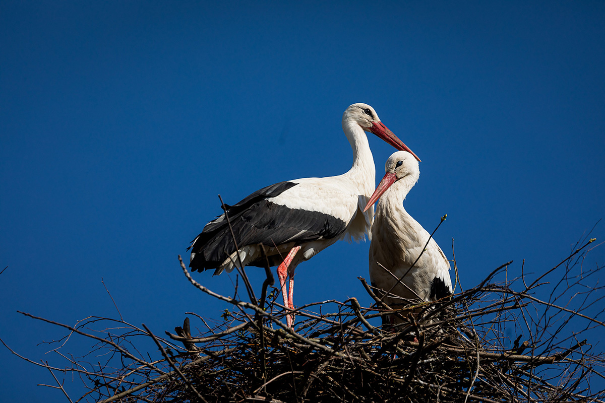 В Беларуси с середины февраля начал действовать ежегодный сезонный запрет на уничтожение гнезд птиц, он продлится по 14 августа — Минприроды.