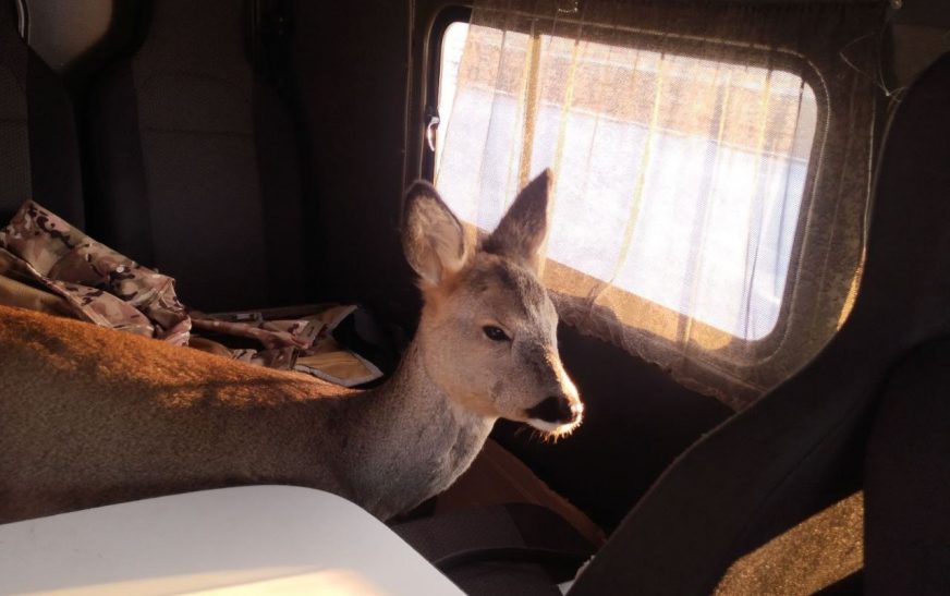 В Столинском районе егерь спас косулю