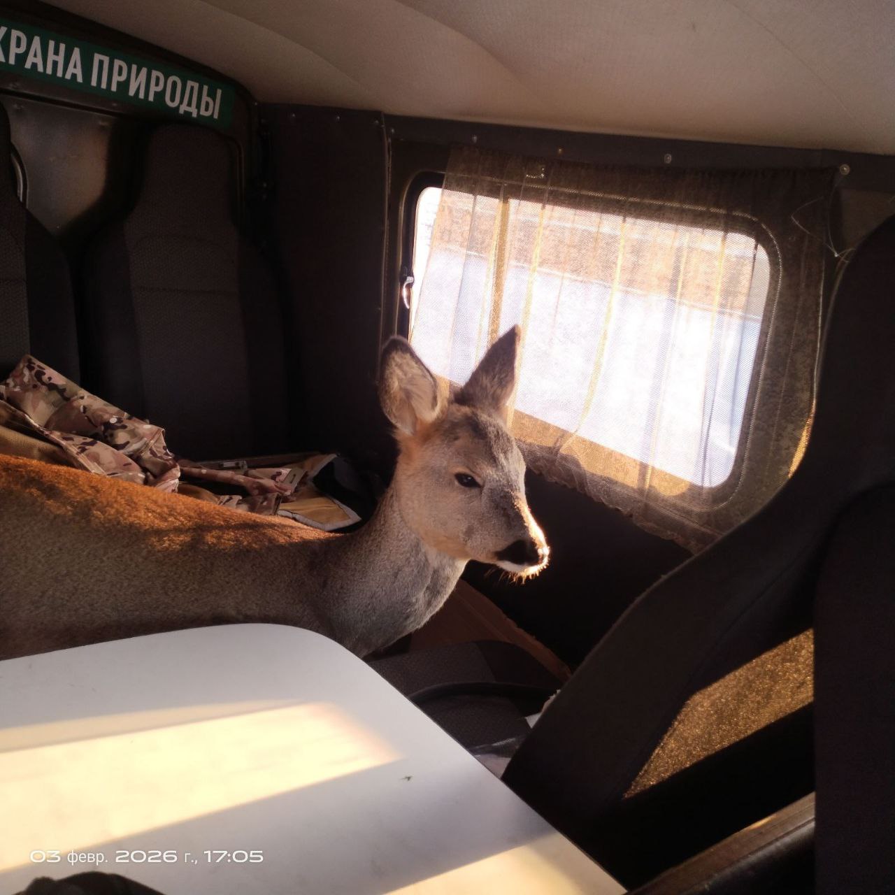 В Столинском районе егерь спас косулю
