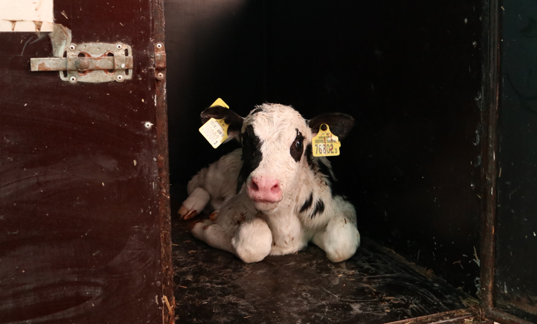 Нам мороз не помеха