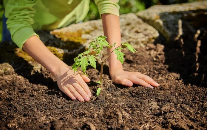 Март на грядке: что сажать в марте 2026, чтобы собрать рекордный урожай